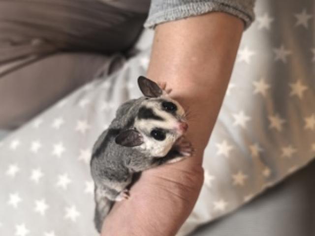 Sugar Glider Baby weiblich - 1