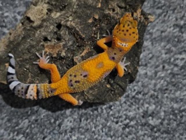 0.0.1 Leopardgeckos (verschiendene Morphen) - 1